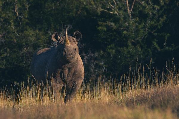 Rhino standing in long grass veld at Amakhala Game Reserve