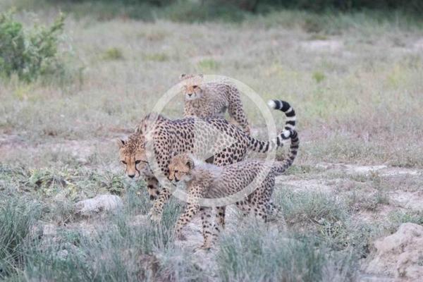 Video Of Cheetah Cubs On Amakhala