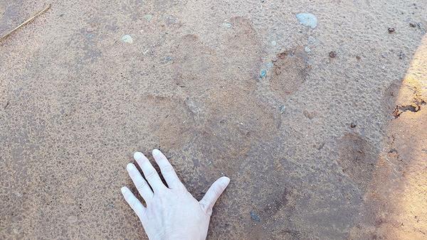 Hand showing hippo track in sand
