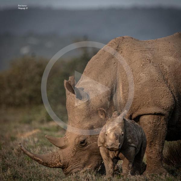 New Baby Rhino, click to view the video
