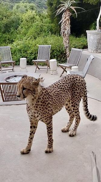 Cheetah wandering through Safari Lodge
