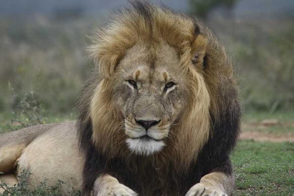 A lion laying in veld