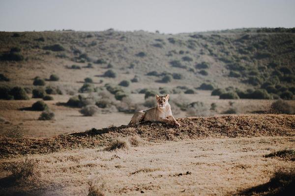 Lioness resting