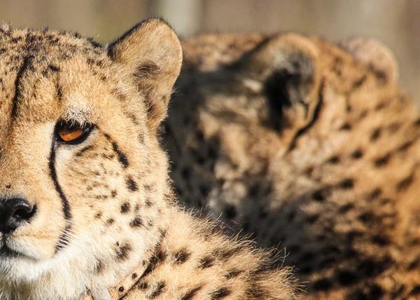 Close up image of cheetah face