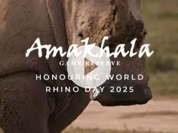 Video showcasing world rhino day