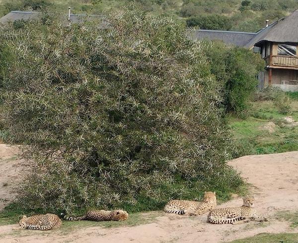 Cheetah and her cubs