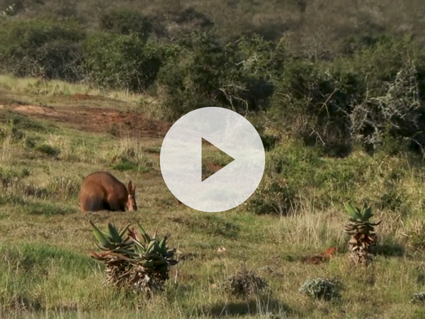 A video of an Aardvark