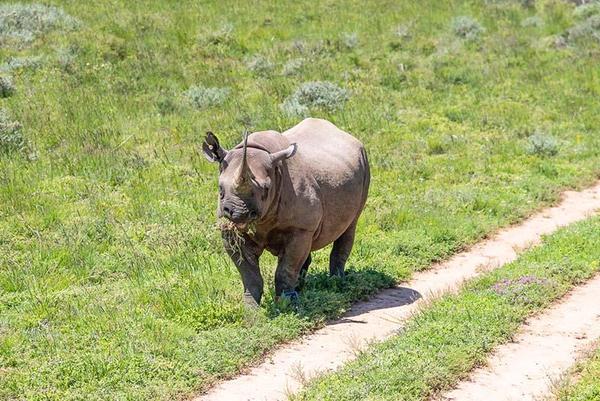 Amakhala's Rhino Rewilding: Black rhino grazing