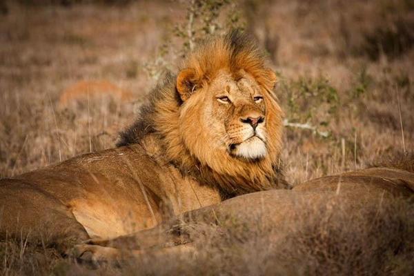 Male Lion resting