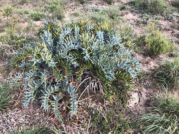 Discovery of Wild Cycad Encephalartos horridus species