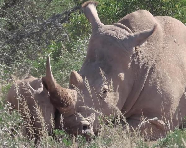 Hippo on Amakhala