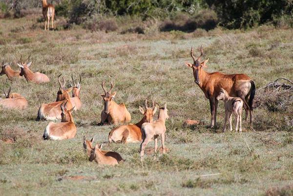 Herd of buck in the veld