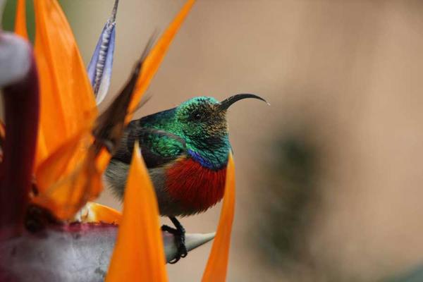 Bird life perched on strelitzia 
