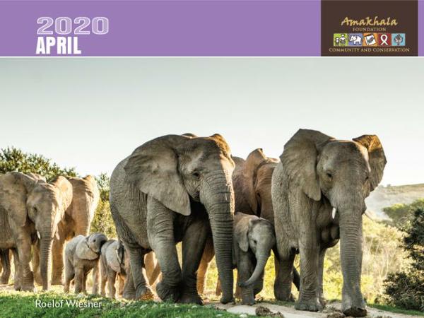 Amakhala Foundation Wildlife Calendar 2020