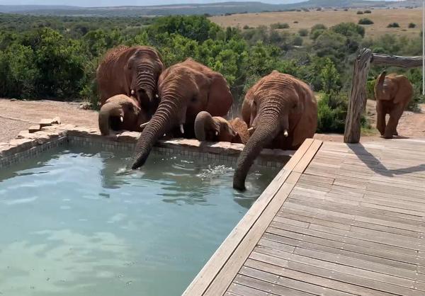 Elephant at HillsNek pool