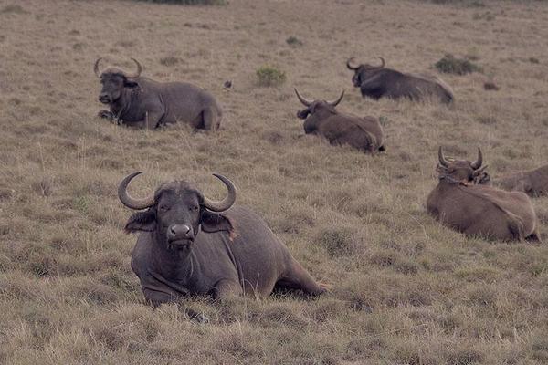 Herd of buffalo laying down