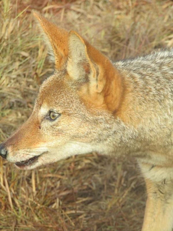 Jackal at Amakhala