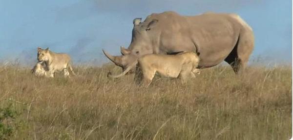 Lions and rhino side by side in harmony