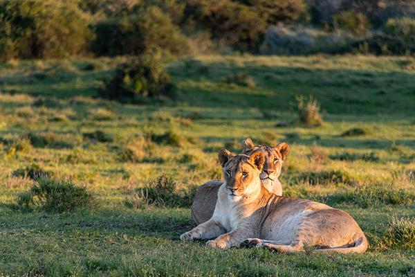 Lionesses relaxing on grass