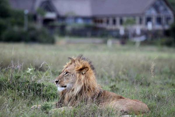 Lion relaxing in field