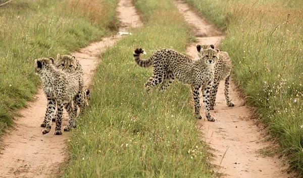 Four cheetah cubs 