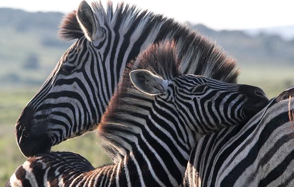 Two zebra giving each other affection
