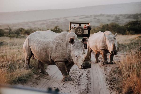 Two rhino crossing over dirt road