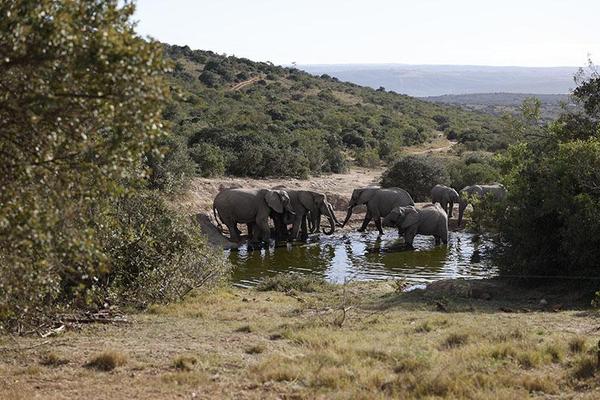 Elephants around watering whole