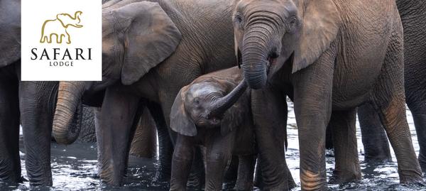Elephants at watering hole