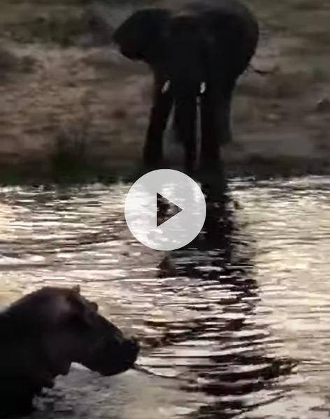 Bush Battle: Hippos vs. Elephants at Hlosi Lodge's Waterhole