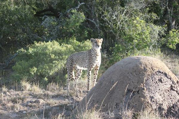 Cheetah on Amakhala