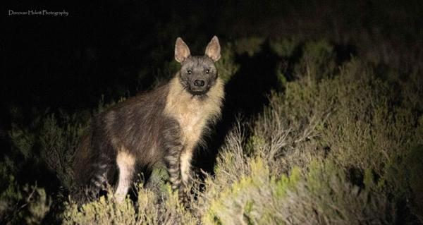 Brown hyena spotted on Amakhala