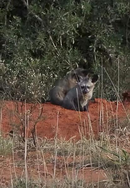 Bat eared fox