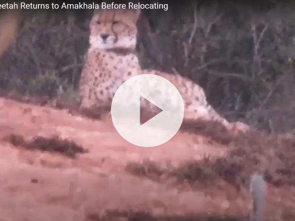 Cheetah at Amakhala