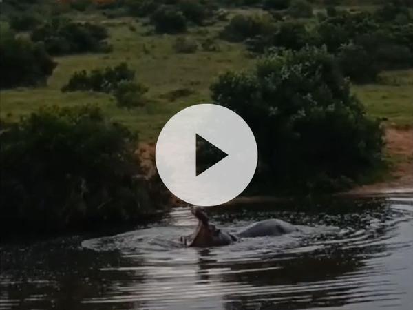 Hippos at watering hole