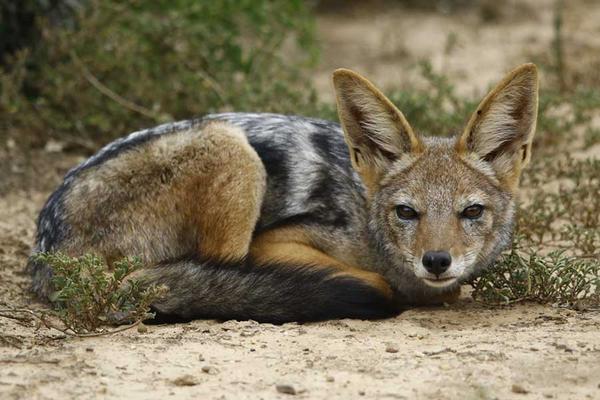 A jackal laying in the brush at Amakhala