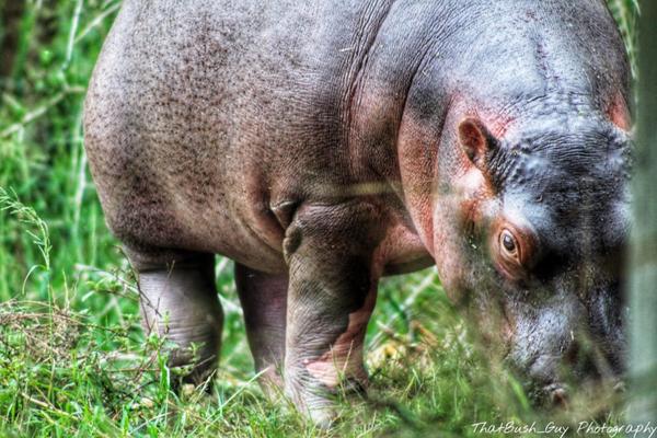 Baby hippo