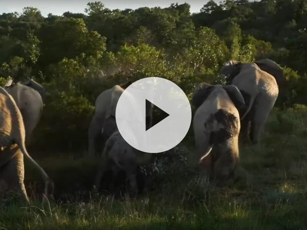 Elephant herd protecting baby Ellie elephant