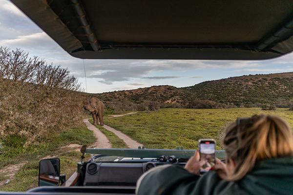 Elephant viewing while in game drive vehicle