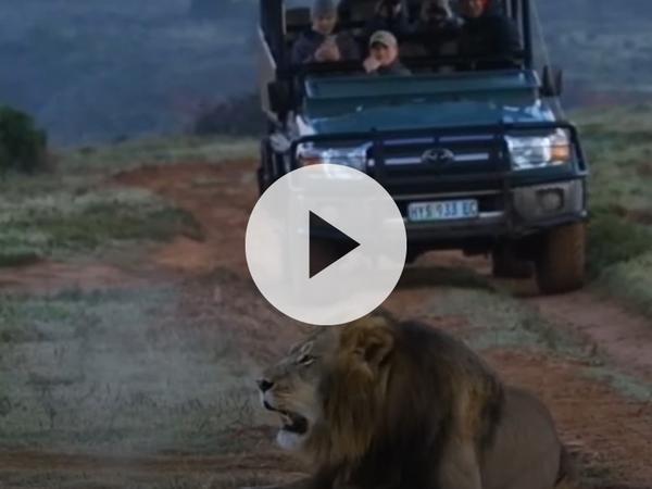 Video of lion roaring at Amakhala Game Reserve