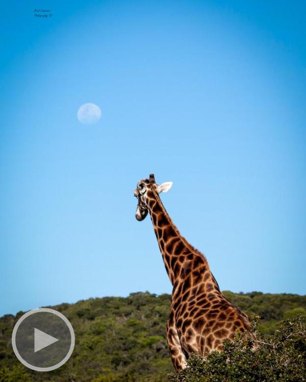 Giraffe and moon - photo by Brad Louwrens