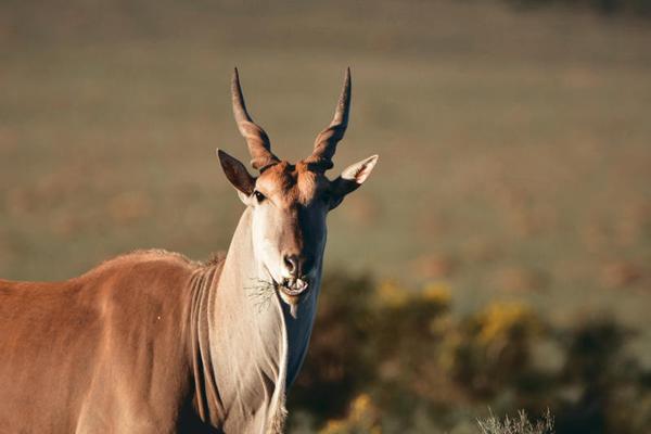 Eland