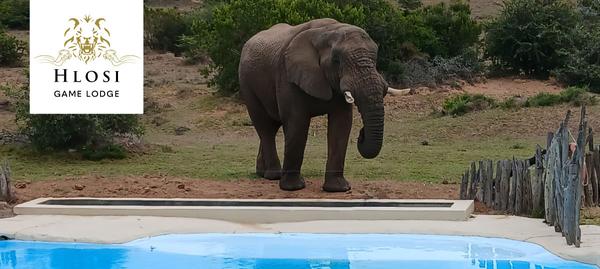 Elephant approaching pool