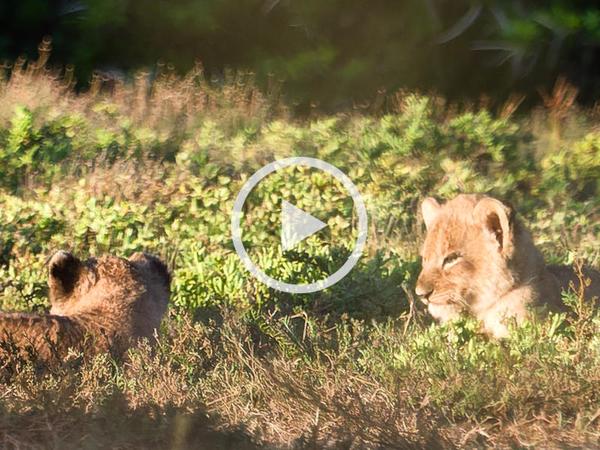 Watch: Four lion cubs on Amakhala