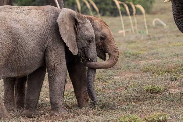 Two young elephants