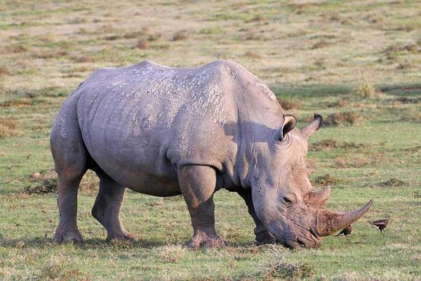 Rhino in veld