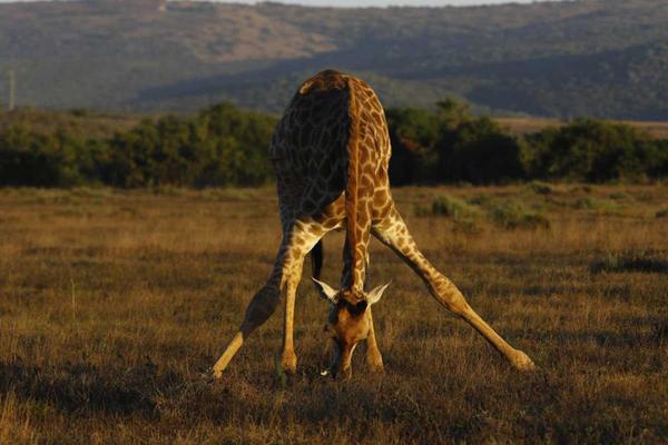 Giraffe bending down