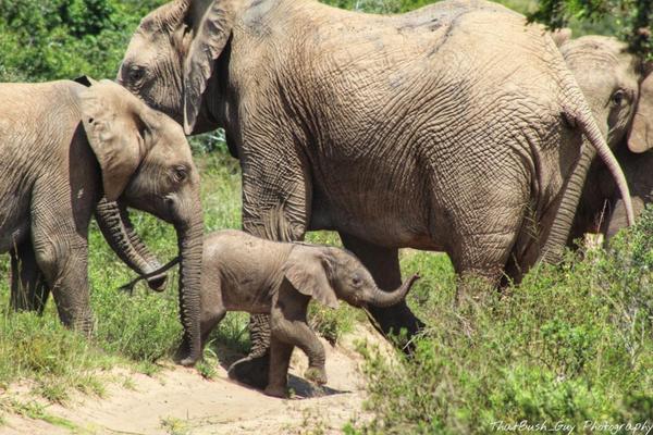 Newborn elephant on Amakhala