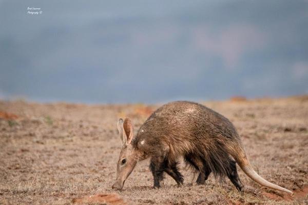 Amakhala Game Reserve