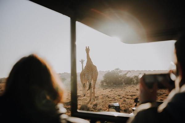 Giraffe walking away